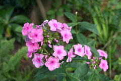 August 2013, Phlox