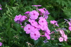 August 2013, Phlox