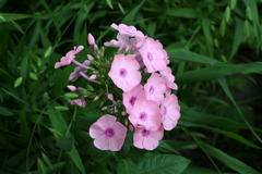 August 2013, Phlox