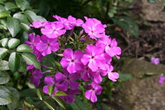 August 2013, Phlox