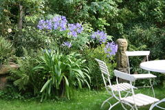 August 2013, Agapanthus