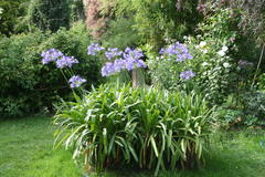 August 2013, Agapanthus