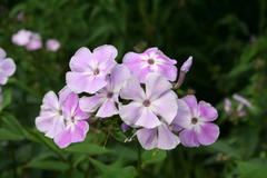 August 2013, Phlox