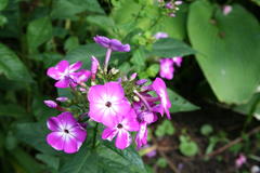 August 2013, Phlox