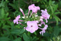 August 2013, Phlox