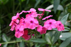 August 2013, Phlox