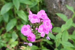 August 2013, Phlox