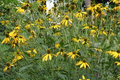 August 2013, Staudensonnenblume