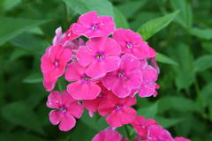 August 2013, Phlox