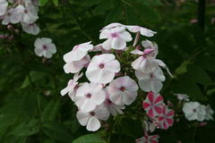 August 2013, Phlox