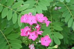 August 2013, Phlox