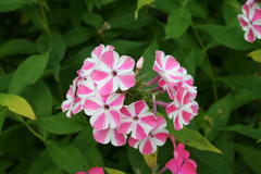 August 2013, Phlox