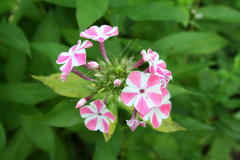 August 2013, Phlox