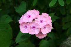 August 2013, Phlox