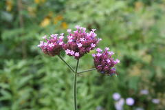 August 2013, Verbene