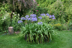 August 2013, Agapanthus