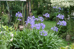 August 2013, Agapanthus