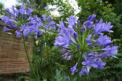 August 2013, Agapanthus