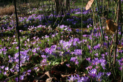 Februar 2014: Krokusse