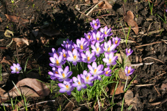 Februar 2014: Krokusse