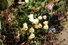 Februar 2014: Krokusse