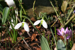 Februar 2014: Schneeglöckchen