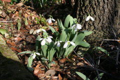 Februar 2014: Schneeglöckchen