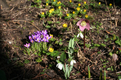Februar 2014: Schneeglöckchen