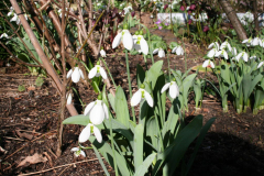 Februar 2014: Schneeglöckchen