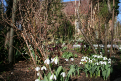 Februar 2014: Schneeglöckchen