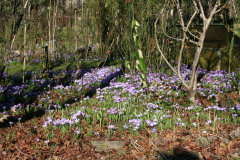 Februar 2014: Elfenkrokus