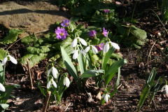 Februar 2014: Schneeglöckchen