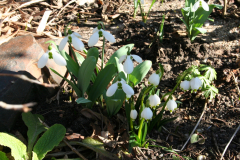 Februar 2014: Schneeglöckchen