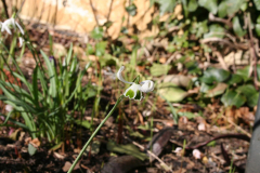 Februar 2014: Schneeglöckchen