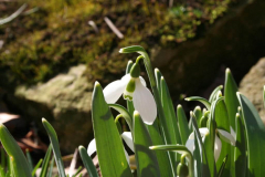 Februar 2014: Schneeglöckchen