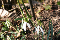 Februar 2014: Schneeglöckchen