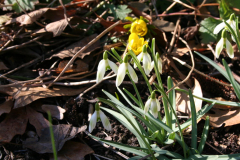 Februar 2014: Schneeglöckchen