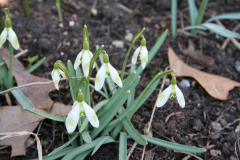 Februar 2014: Schneeglöckchen