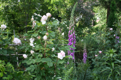 Mai 2014: Fingerhüte und Rosen