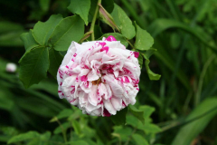 Mai 2014: Rose Variegata di Bologna