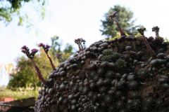 Juli 2014: Sempervivum auf einer Steinsäule am Eingang