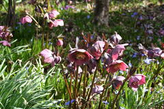 März 2015: Christrosen