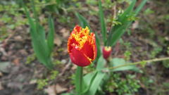 April 2016 - Tulpen