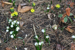 11.3.18, Märzenbecher und Winterlinge