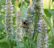 Agastache