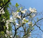 Poncirrus trifoliata (winterharte Zitrone)