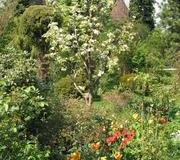 Tulpen im Frühlingsgarten