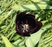 Tulpen