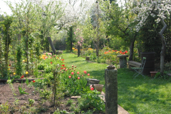 Tulpen im Bauerngarten mit blühenden Obstbäumen