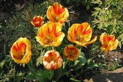 Tulpen